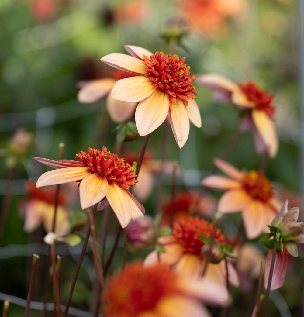 Dahlia 'Totally Tangerine'